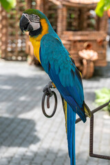 Obraz premium The blue-and-yellow macaw, also known as the blue-and-gold macaw, is a large South American parrot