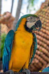 The blue-and-yellow macaw, also known as the blue-and-gold macaw, is a large South American parrot