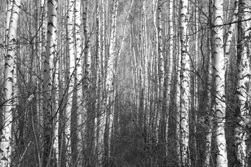 Beautiful birch trees autumn