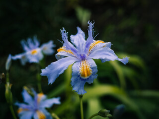 Iris confusa