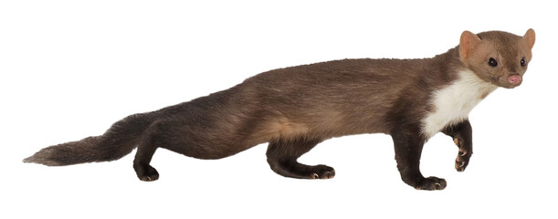 Stone marten or Beech marten (Martes foina), PNG, isolated on transparent background - obrazy, fototapety, plakaty