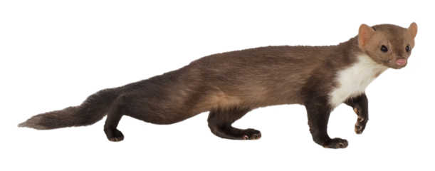 Stone marten or Beech marten (Martes foina), PNG, isolated on transparent background