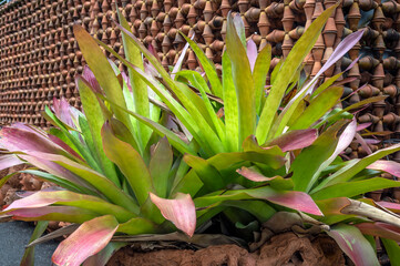 Obraz premium Large Androlepsis skinneri species Bromeliads on display in a tropical garden setting 