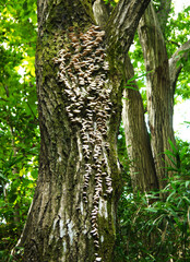 ブナの木に密生するスギヒラタケ