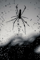 Black and White shot of spider on web - Raindrops on web- Black Spider spooky image for Halloween