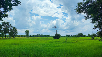 Fototapeta na wymiar The beautiful blue sky with trees and green ricefield farmland.