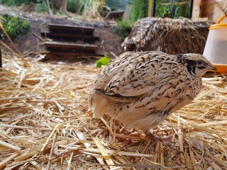 species appropriate husbandry of laying quail in straw