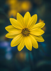 A yellow jerusalem artichoke with background