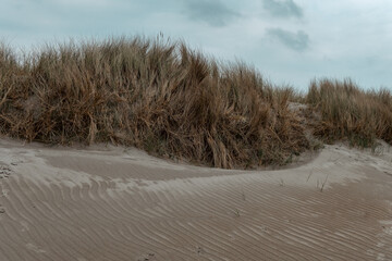 Thickets on the shore. Coastal vegetation, landscape, grass on sand.