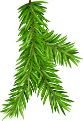 Naklejka na ściany i meble Pine xmas tree branch green spruce