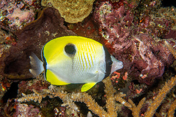 Fototapeta na wymiar Colorful Yellow Butterfly fish