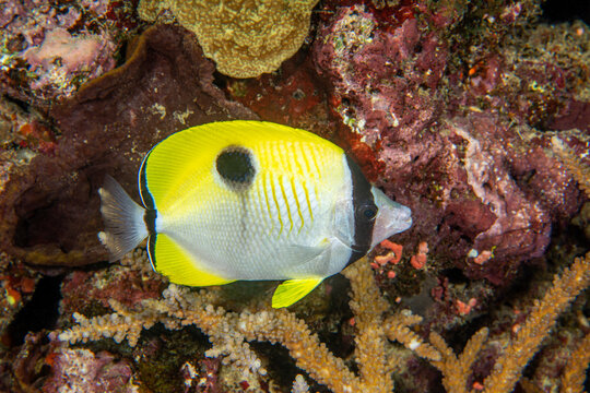 Colorful Yellow Butterfly fish