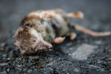 Dead shrewmouse on the pavement. Dangerous diseases of rodents, a carrier of infections.