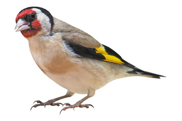 European Goldfinch (Carduelis carduelis), PNG, isolated on transparent background - obrazy, fototapety, plakaty