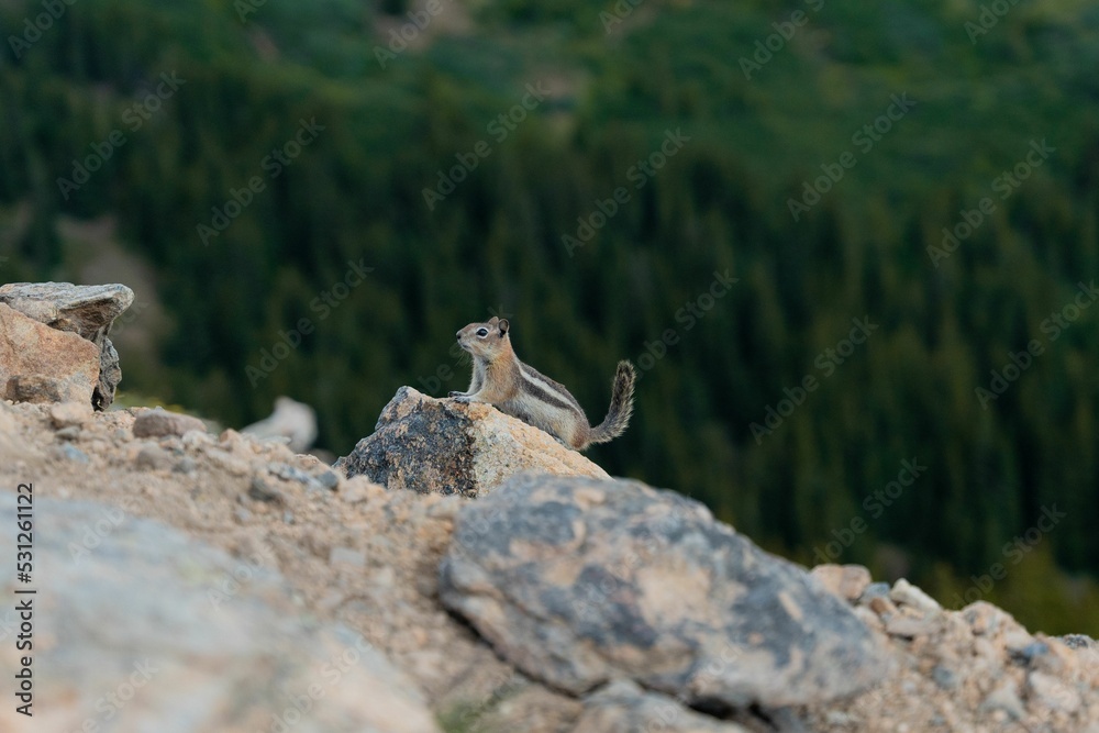 Canvas Prints Colorado chipmunk on the rock bith blurred background of greenery and rock