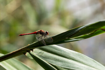 Libelle
