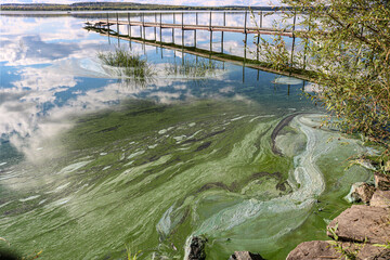 Phytoplankton population explosions cause algae blooms, lake pollution. - 531261723