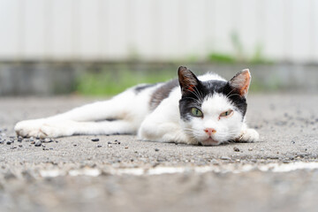 警戒するカメラ目線の野良猫