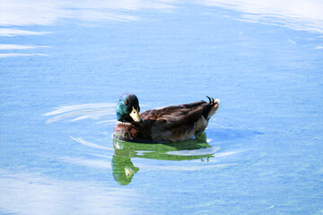 Mallard duck drake swims in the lake, the sky with clouds is reflected in the water.