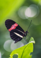 A black white red butterfly heliconius melpomene rosina