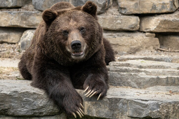 Naklejka na ściany i meble Big brown bear lying on the stones