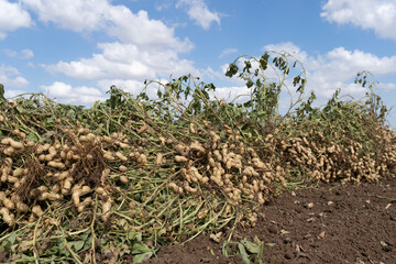 Peanuts in a field in harvest and peanut collection
