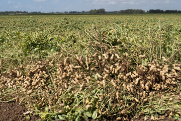 Peanuts in a field in harvest and peanut collection