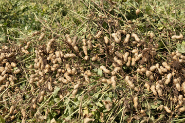 Peanuts in a field in harvest and peanut collection