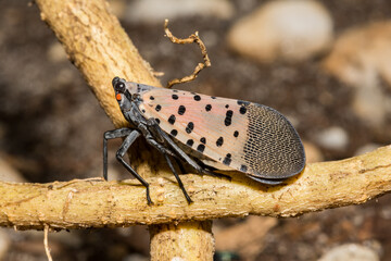 A Spotted Lanternfly feeding on the exposed root of Ailanthus