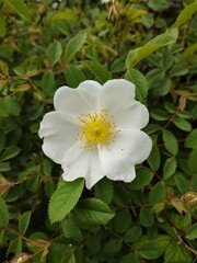 white flower in the garden