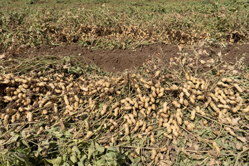 Peanuts in a field in harvest and peanut collection
