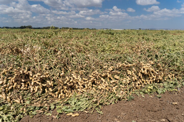 Peanuts in a field in harvest and peanut collection