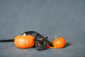Burmese cat plays near pumpkins on gray background on Halloween - Powered by Adobe