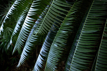 Tree Palm leafs pattern for nature background.