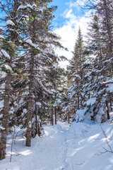Snowy path in the forest leading to the top of Mont Kaaikop in winter in Quebec (Canada)