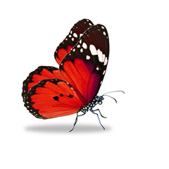 butterfly on a white background