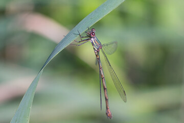 Libelle