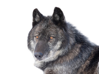 canadian black wolf isolated on white background