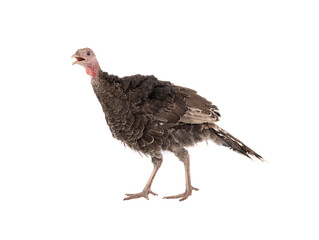 turkey with open mouth goes isolated on white background