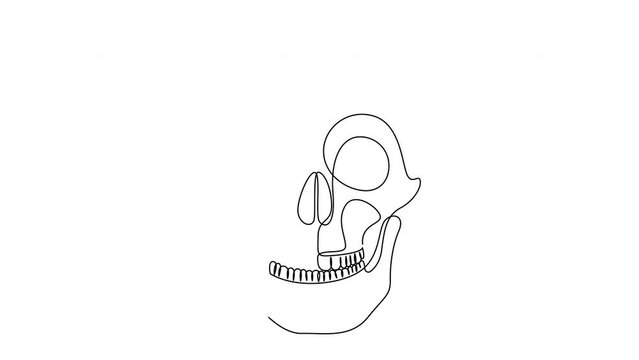 Self drawing animation of human skull. Continuous one line drawing style.