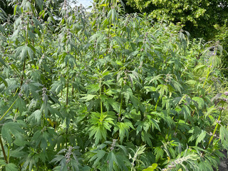 Motherwort, Leonurus, cardiaca