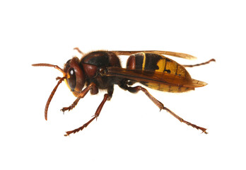 Hornet, Vespa crabro