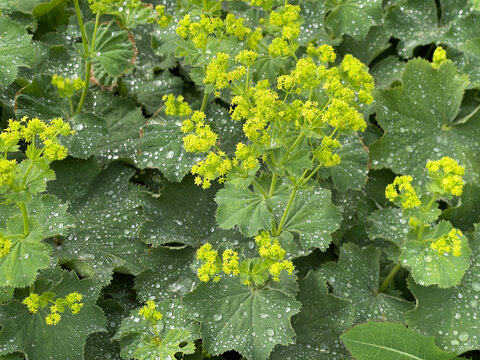 Lady's Mantle, Alchemilla xanthochlora