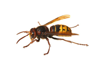Hornet, Vespa crabro