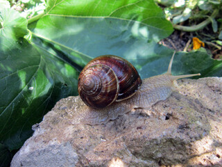      snail crawling on the stone   