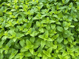 Lemon balm Melissa officinalis