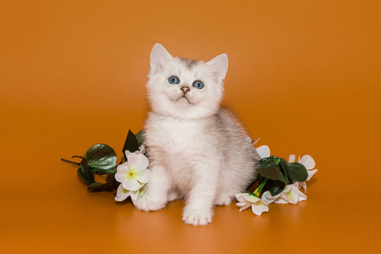 Scottish kitten and white spring flowers