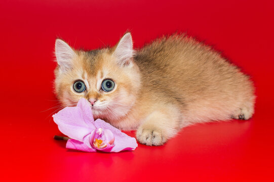 Scottish kitten and an orchid flower