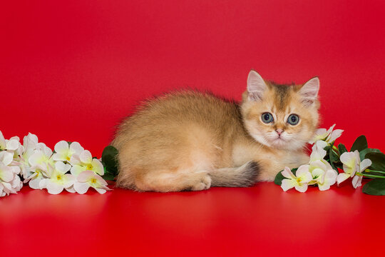 Scottish kitten and white spring flowers