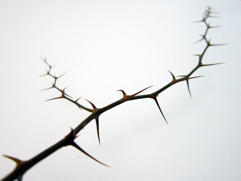 branches with thorns